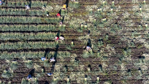 Preview: Torbali - Izmir - Turkey, November 4, 2021, Seasonal workers working in a leek field