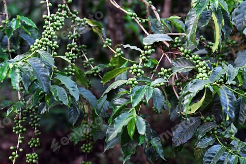 Preview: Branches with unripe green coffee fruits
