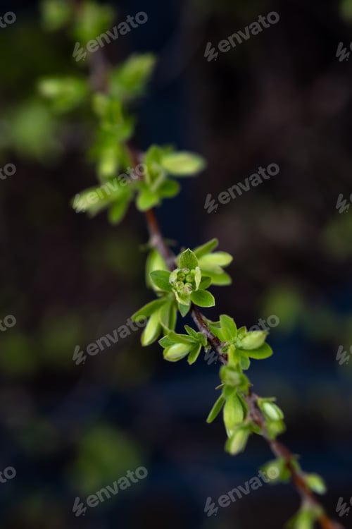 Preview: A branch with young leaves in natural conditions in spring.