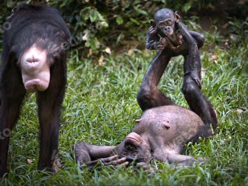 Preview: Bonobo monkey couple playing with their baby in the Democratic Republic of the Congo