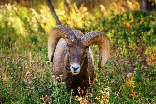Preview: Closeup shot of a mouflon in the grass in Yellowstone National Park