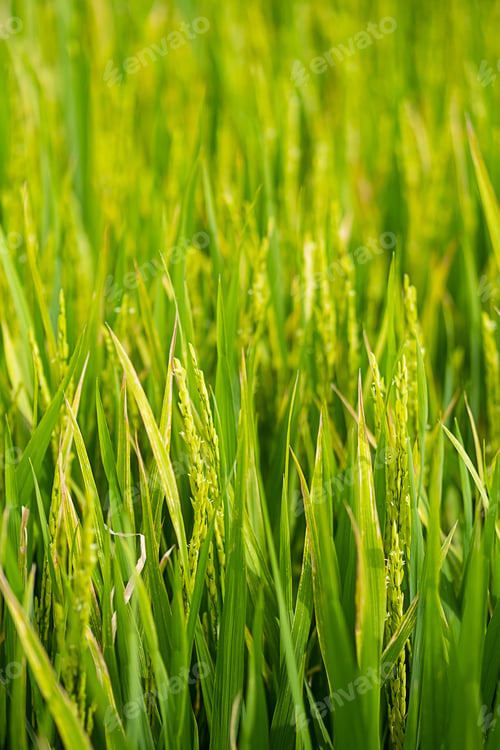 Preview: Rice plantation in sunlight. Farm field background.
