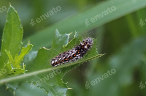 Preview: Fluffy caterpillar