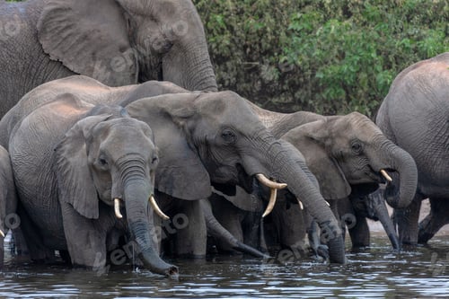 Preview: African Elephants - Botswana