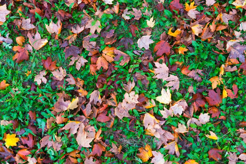 Preview: Dry Leaves On A Ground In An Autumn Park