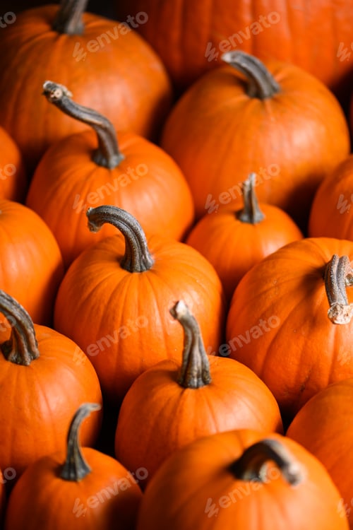 Preview: Close up of multiple orange pumpkins