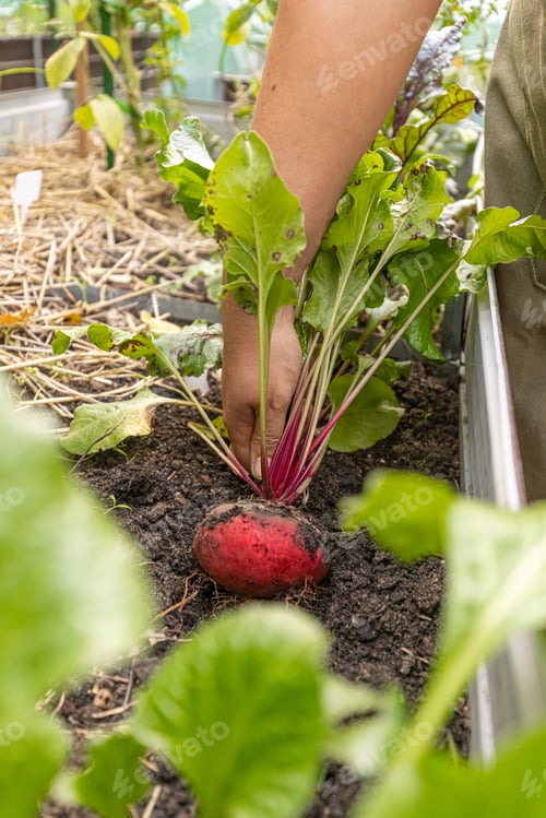 Preview: Farmer harvesting fresh organic beetroot