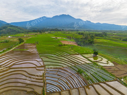 Preview: indonesia beauty landscape paddy fields in north bengkulu natural beautiful morning view from asia