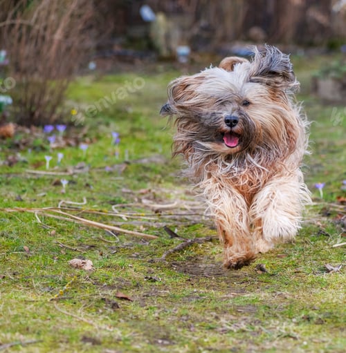 Preview: Tibetan terrier dog running in the garden