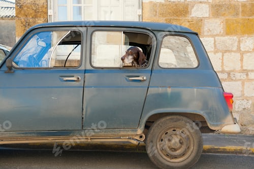Preview: Portrait of dog looking out from parked car window, Monpazier, Dordogne, France
