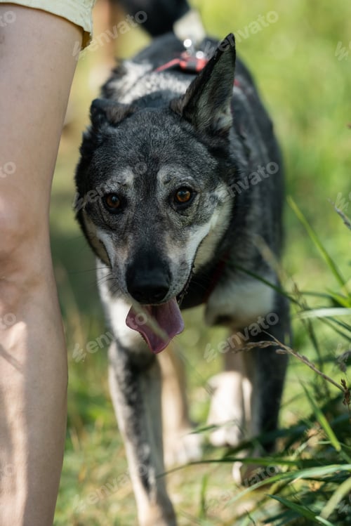 Preview: Homless dog from shelter walking with its guardian.