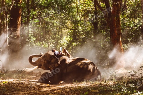 Preview: Elephant and school boy in Thailand