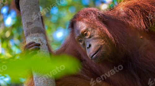 Preview: Orangutan, Tanjung Puting National Park, Borneo