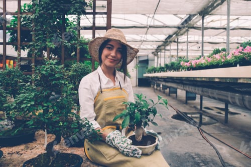 Preview: Bonsai greenhouse center. rows with small trees, woman working and taking care of the plants