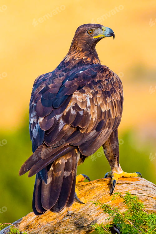 Preview: Golden Eagle, Mediterranean Forest, Spain