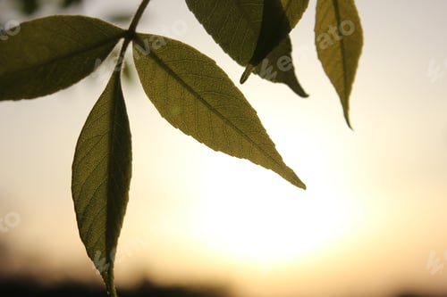 Preview: Tree branch with delicate green leaves on a blurred background during sunset.