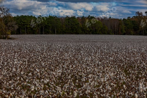 Preview: Cotton field in Suffolk, VA