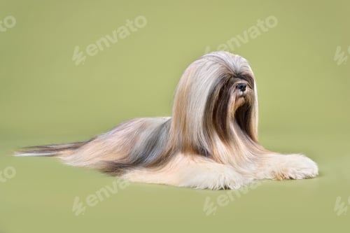 Preview: Beautiful Lhasa Apso dog