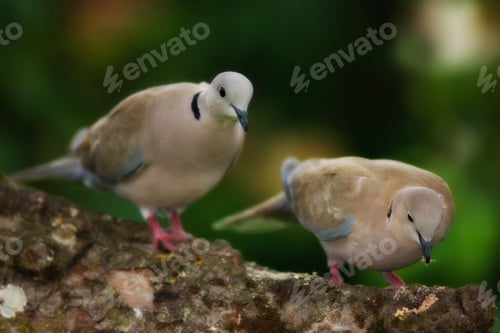 Preview: Lovely turtle dove - elegant and beautiful