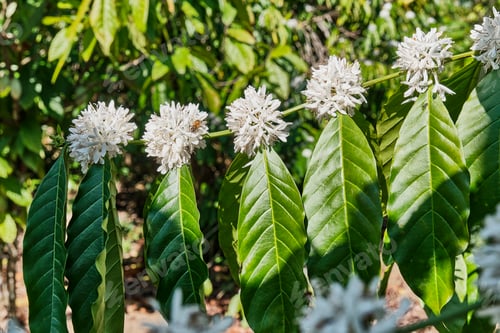 Preview: Branch of blooming coffee tree with white flowers, bee, green leaves, close-up.
