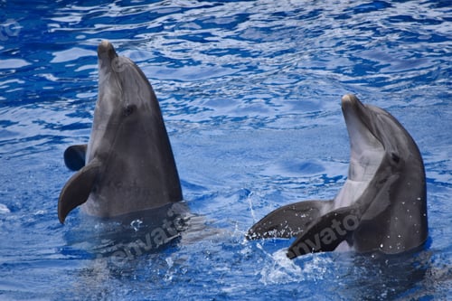 Preview: Dancing dolphins