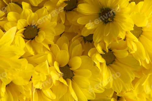 Preview: Yellow chrysanthemum flowers. Flower close-up. Floral background.