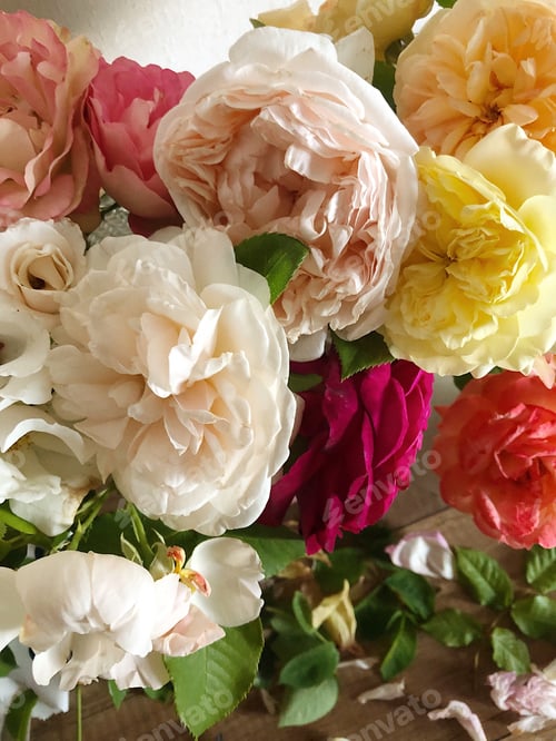 Preview: Floral, beautiful colorful roses, close up