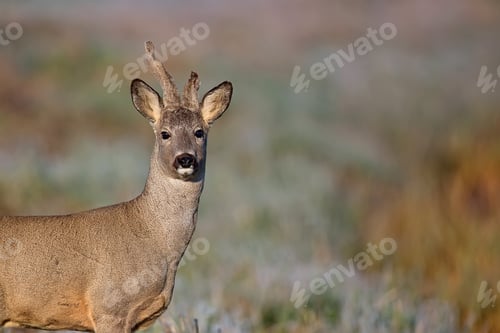 Preview: Buck deer in the fresh morning