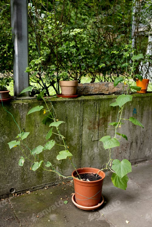 Preview: Three gherkin cucumber plants in one pot on the balcony. Flowers and ovaries