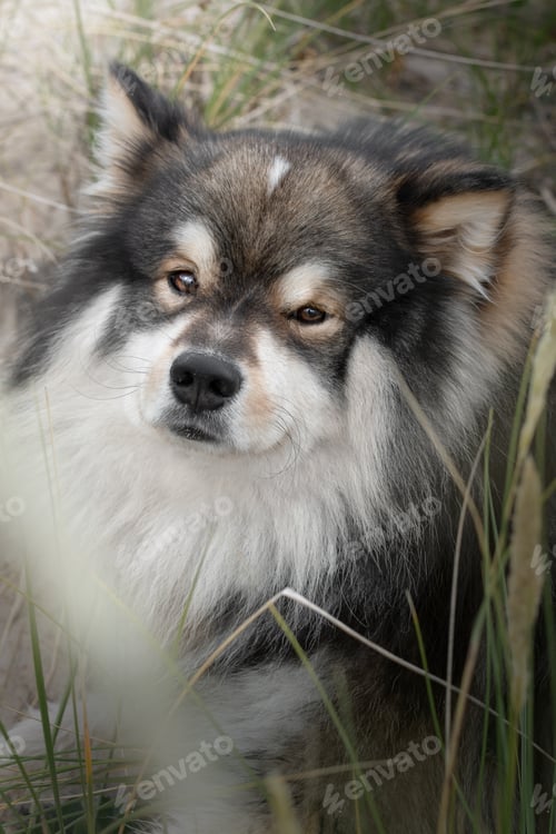 Preview: Portrait of a young Finnish Lapphund dog