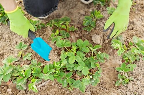 Preview: Woman gardener in gloves with garden shovel working in spring strawberry field