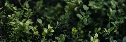 Preview: Green blueberry leaves.