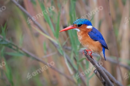 Preview: Malachite Kingfisher, Corythornis cristatus, perched on reed