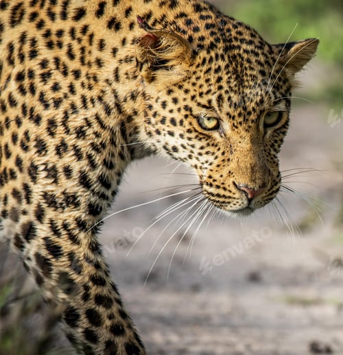 Preview: A Best wildlife tours in the world