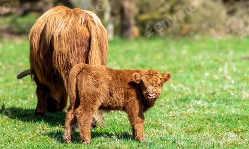 Preview: Highland calf in a green field