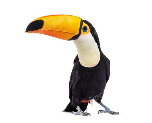 Preview: Toucan toco, Ramphastos toco, isolated on white