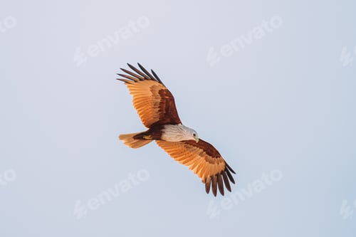 Preview: Goa, India. Brahminy Kite Flying In Blue Sky