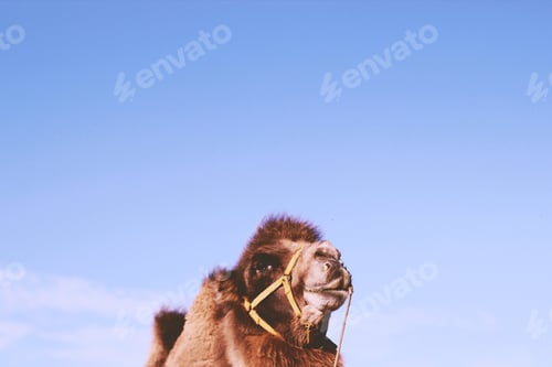 Preview: Camel on the blue sky