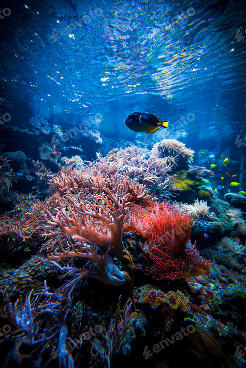Preview: Colorful Tropical Reef Landscape. Life in the ocean