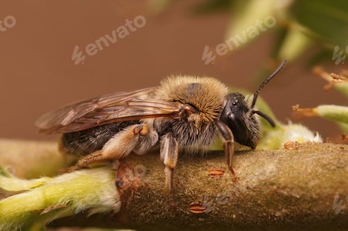 Preview: Closeup shot of a red-tailed mining bee on a willow tree