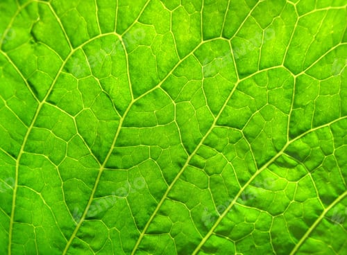 Preview: green leaf texture