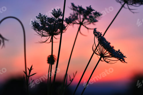 Preview: Queen Anne's Lace flowers silhouetted against a vibrant summer sunset with mountains in background