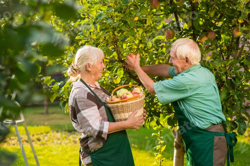 Vista previa: Personas con cestas recogiendo manzanas