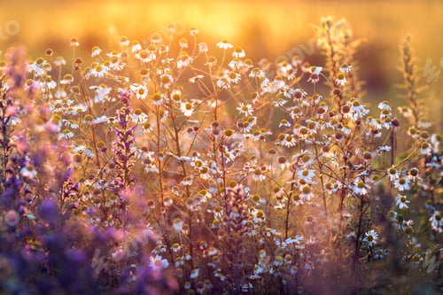 Preview: Summer meadow