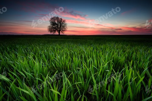 Preview: Alone in the field