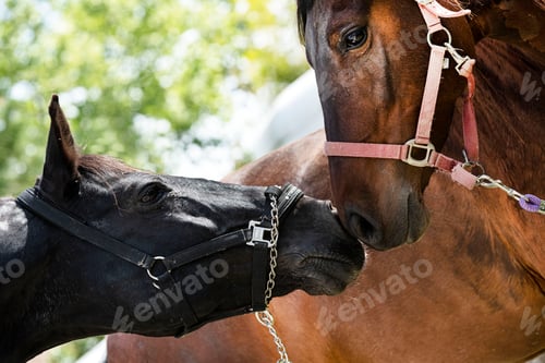 Preview: mating horse in nature