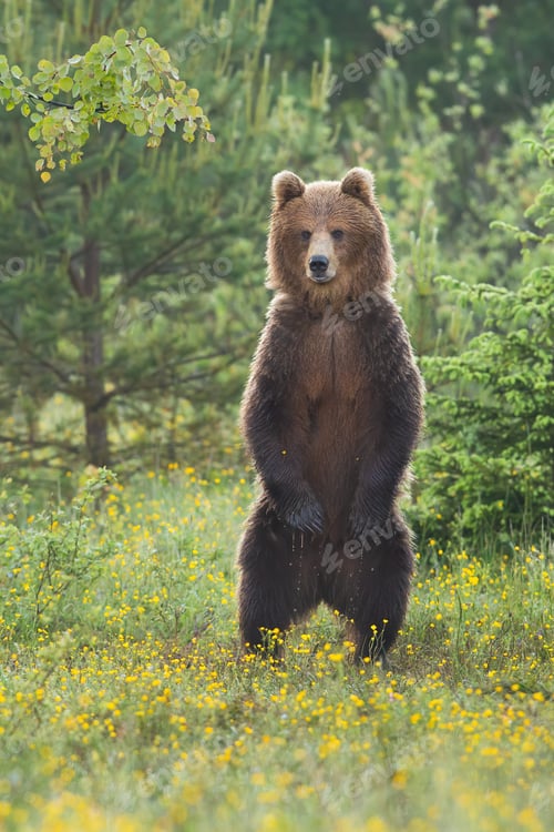 Preview: Majestic brown bear standing upright on glade in summer forest