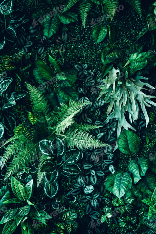 Vista previa: Close up group of background tropical green leaves texture and abstract background.