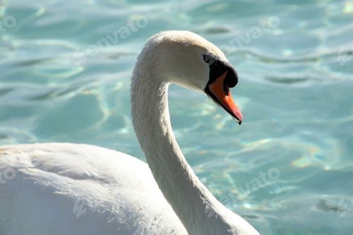 Preview: swans swimming