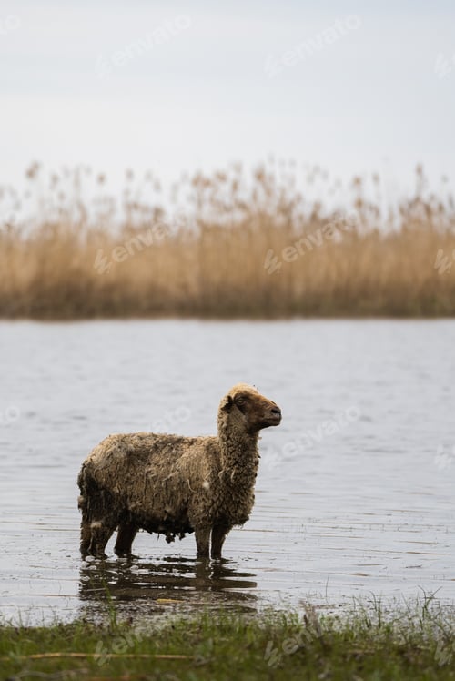 Preview: beauty in nature